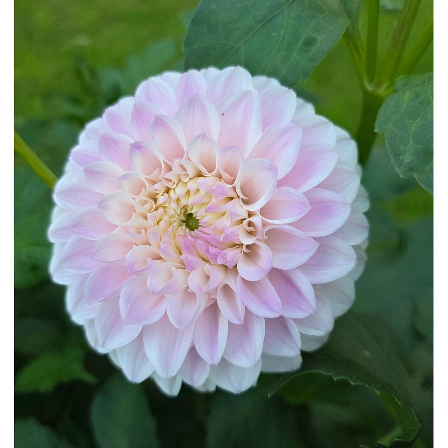 Pink Pearl
