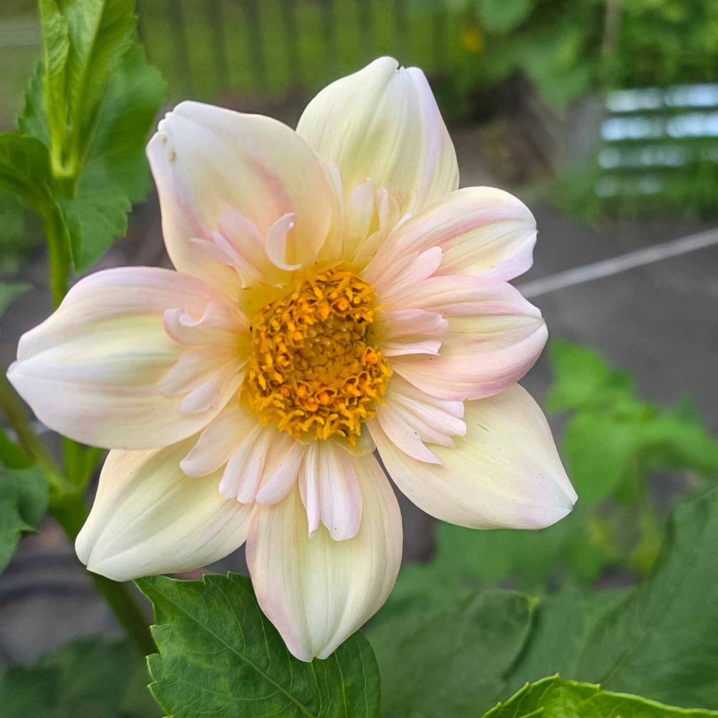 Apple Blossom