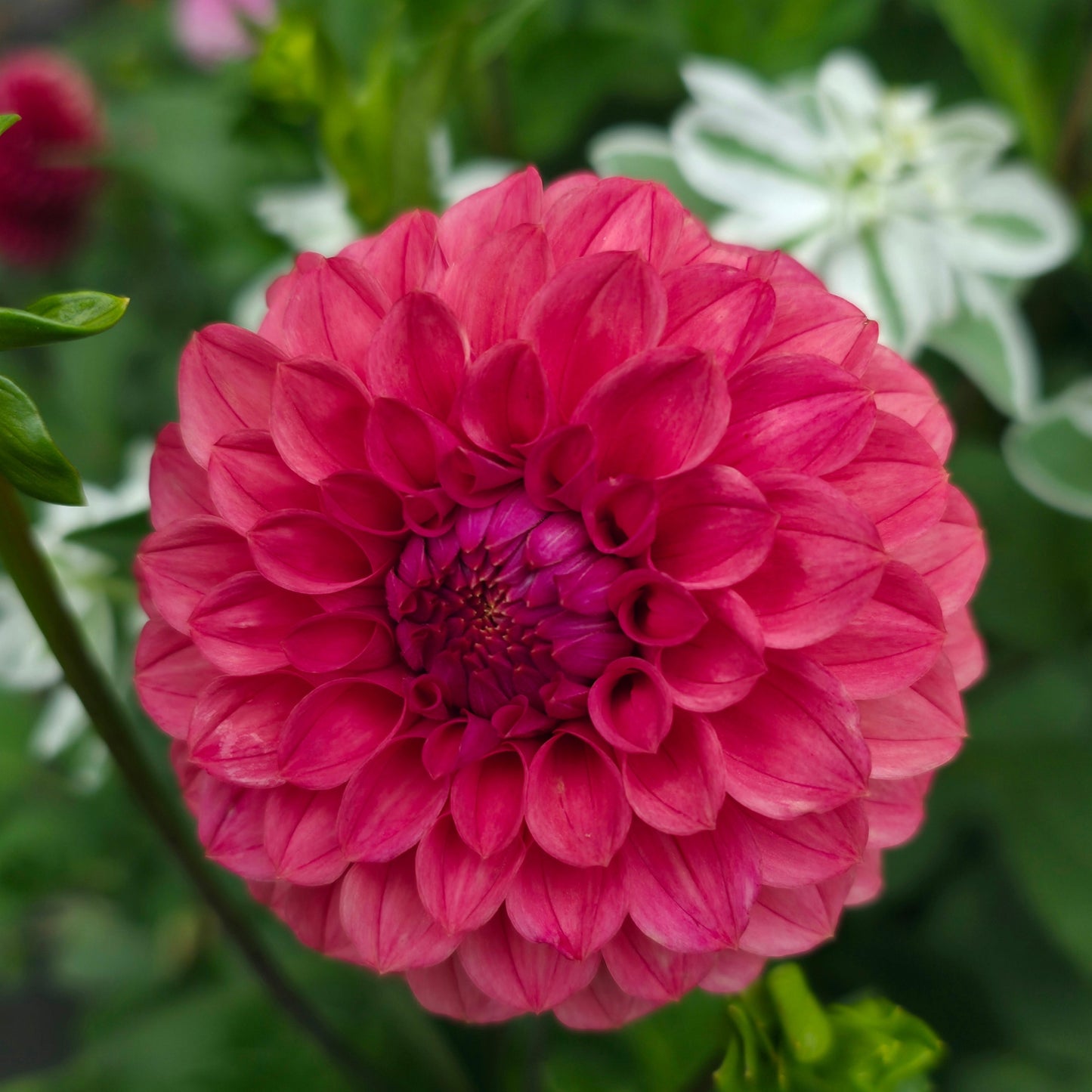 KA’s® Keltie Rose