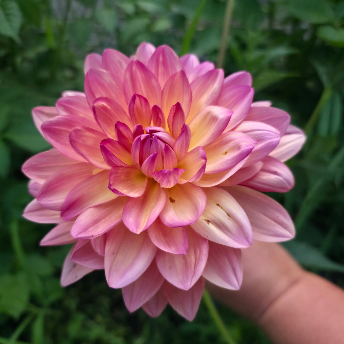 Chimacum Cathleen