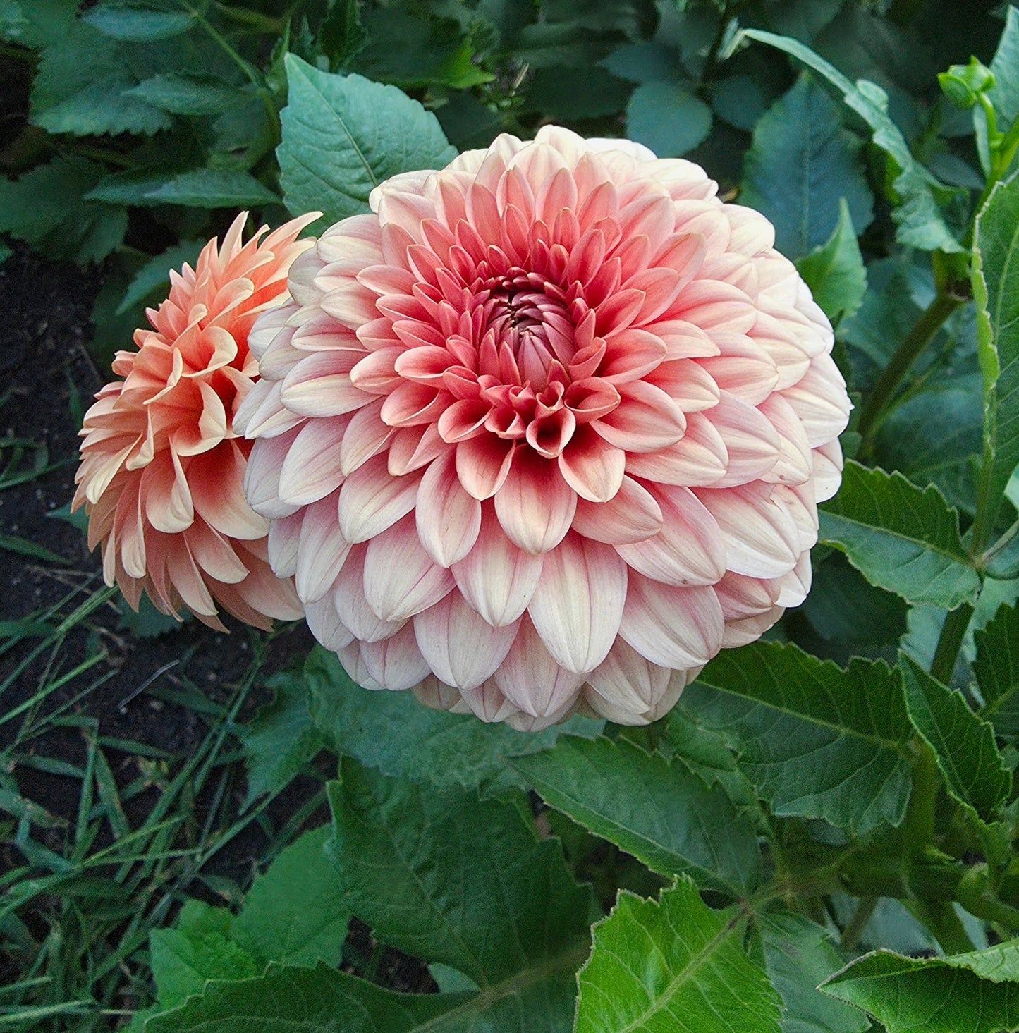 Rosendale Peach