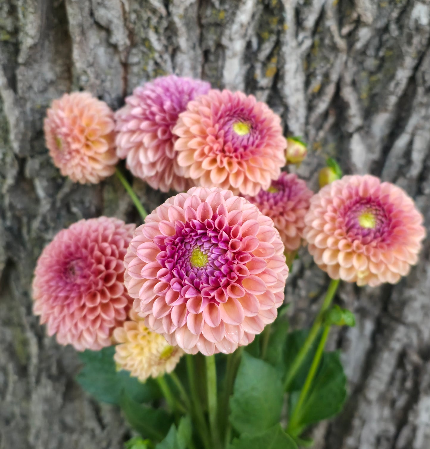 KA's Boho Rose