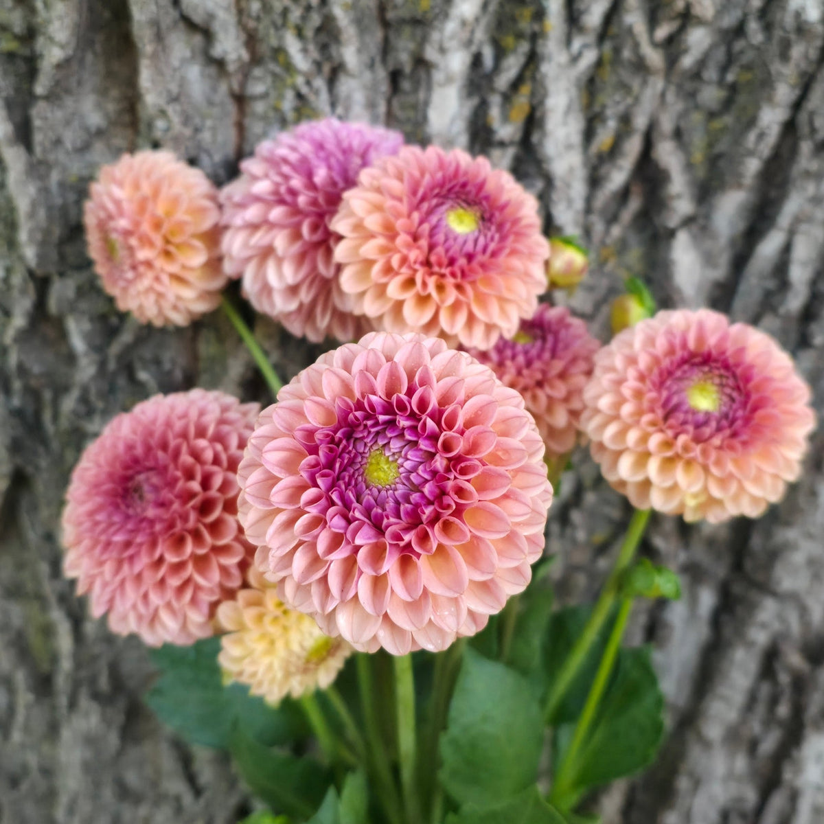 KA’s® Boho Rose