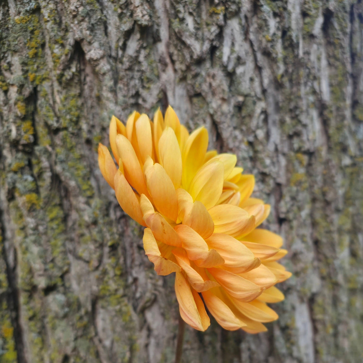 Hollyhill Golden Glow