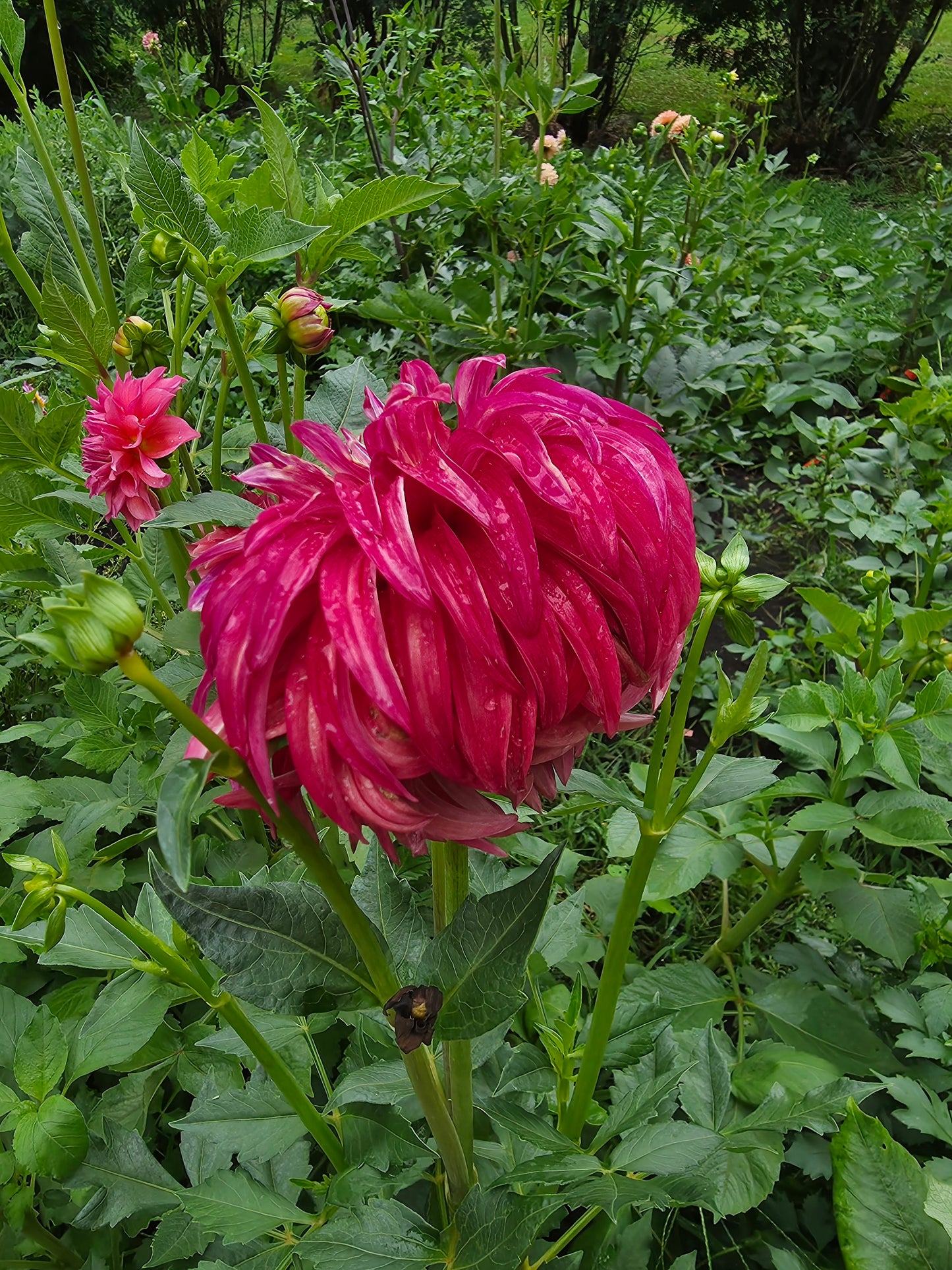 River's Lorax