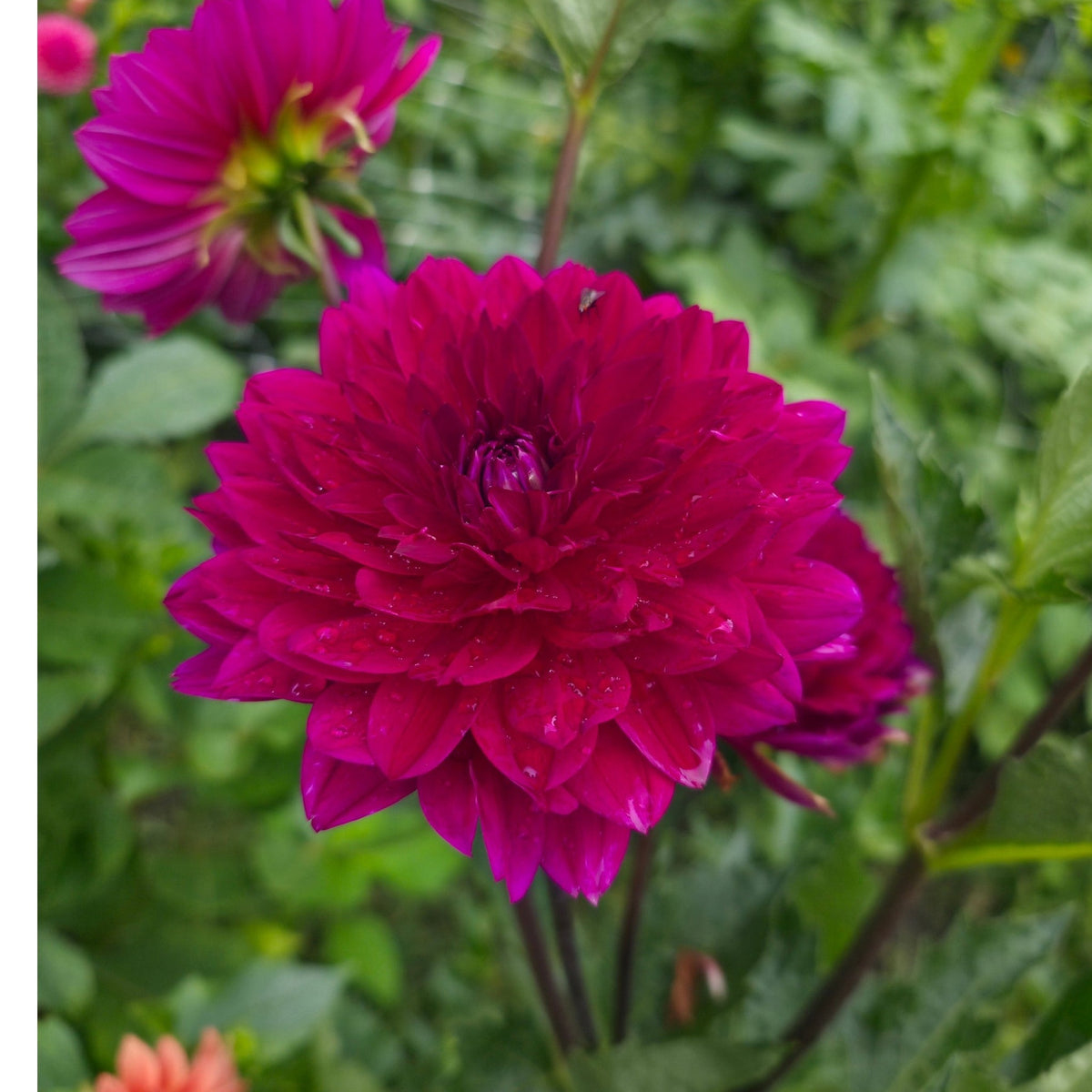 Sandia Bertha