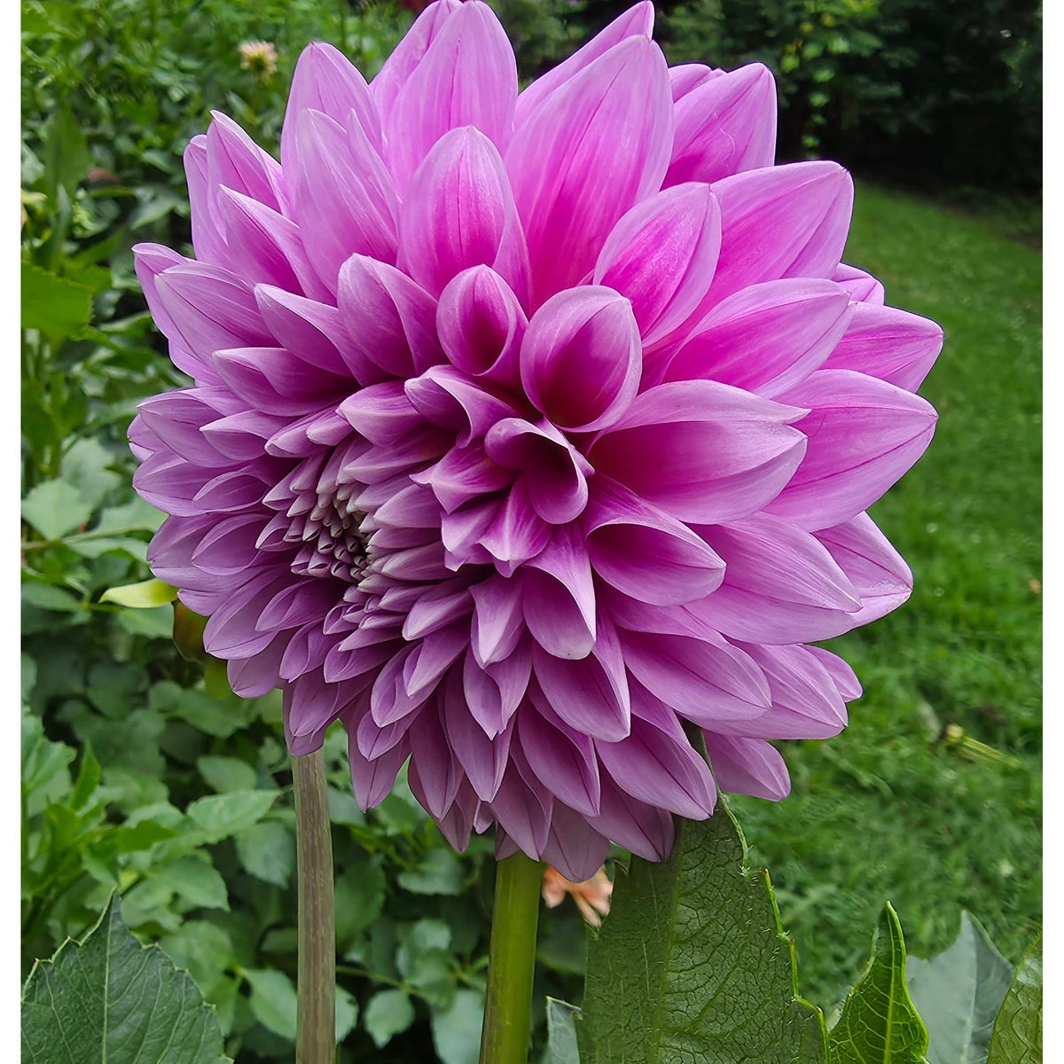 Florelie Jeanette
