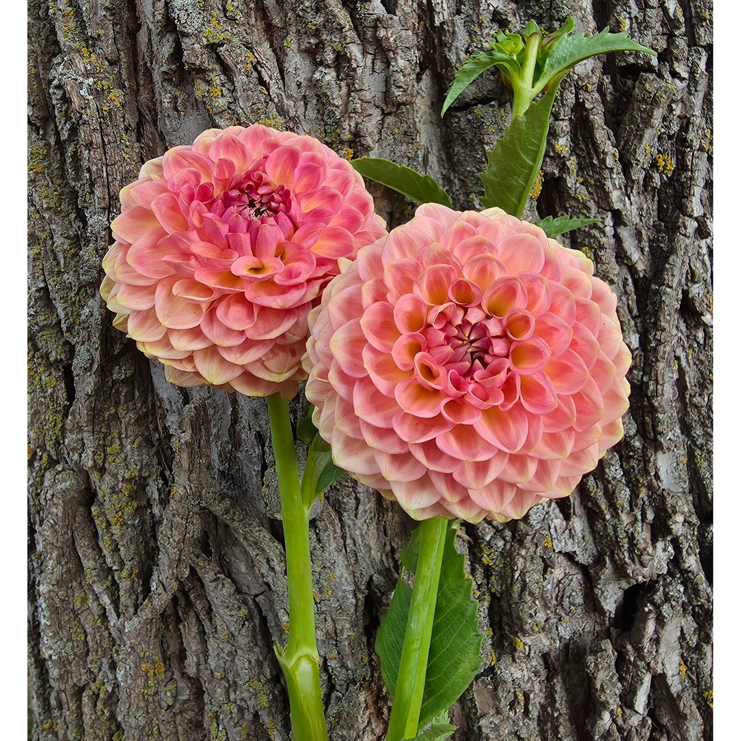 20th Ave Softer Peach