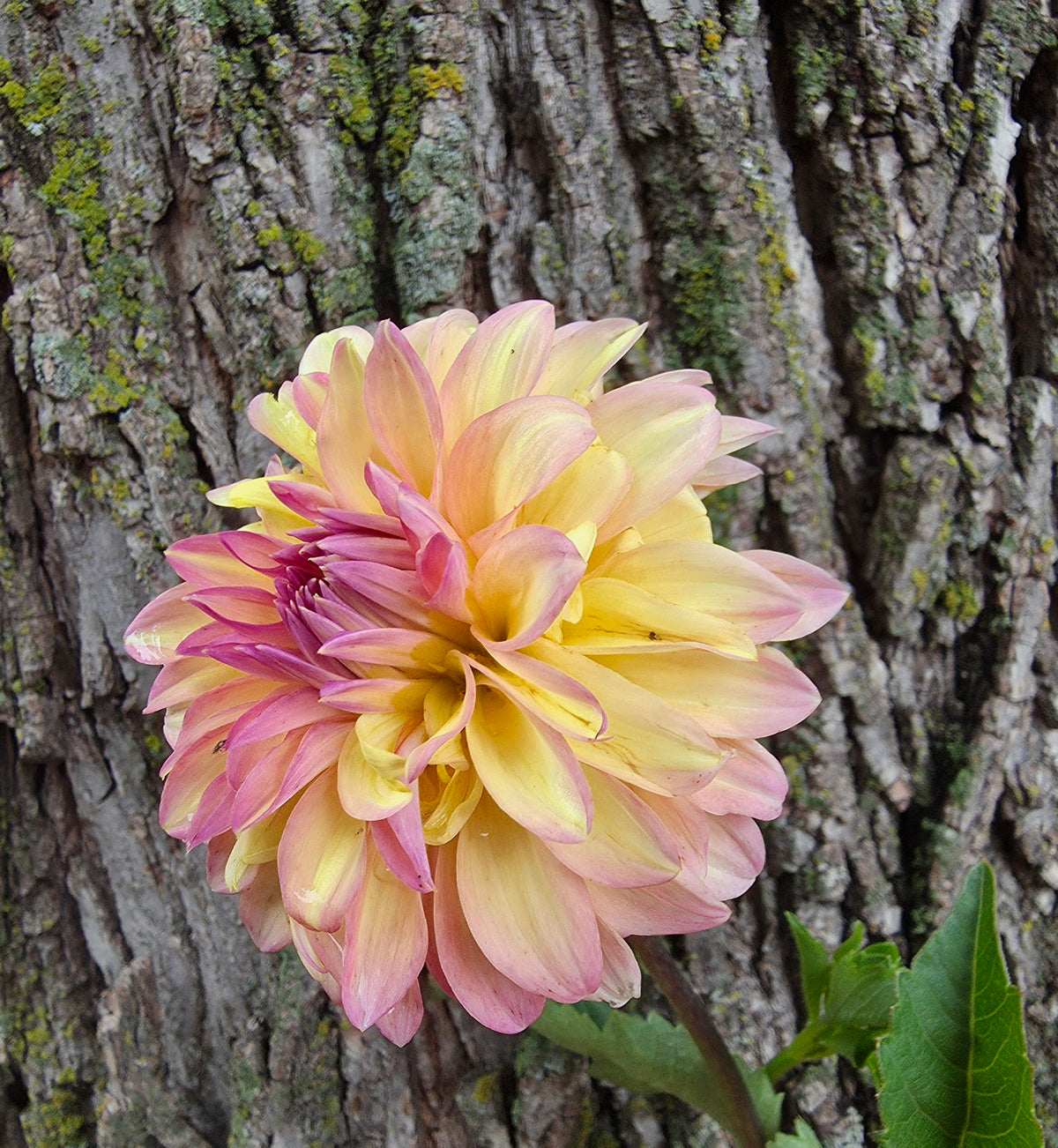 Bloomquist Fredene