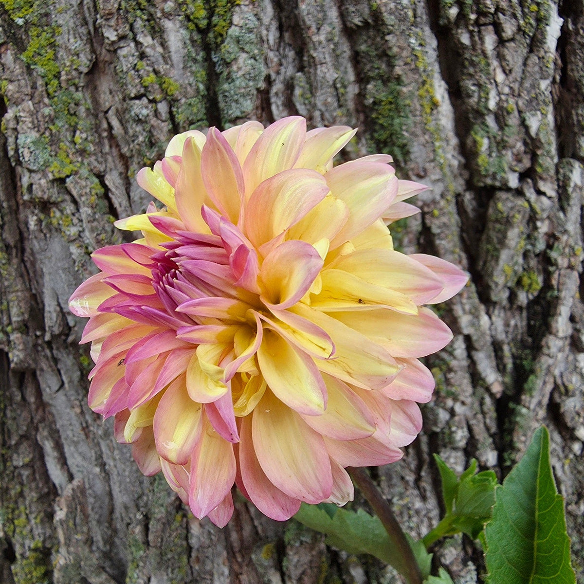 Bloomquist Fredene