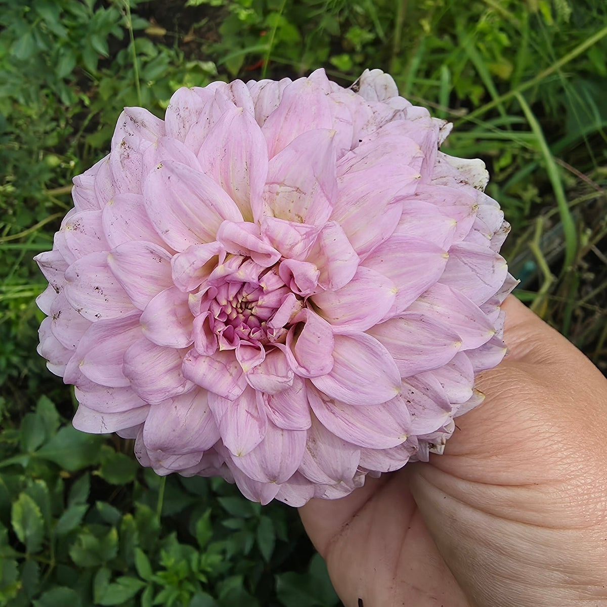Araluen Leatrice