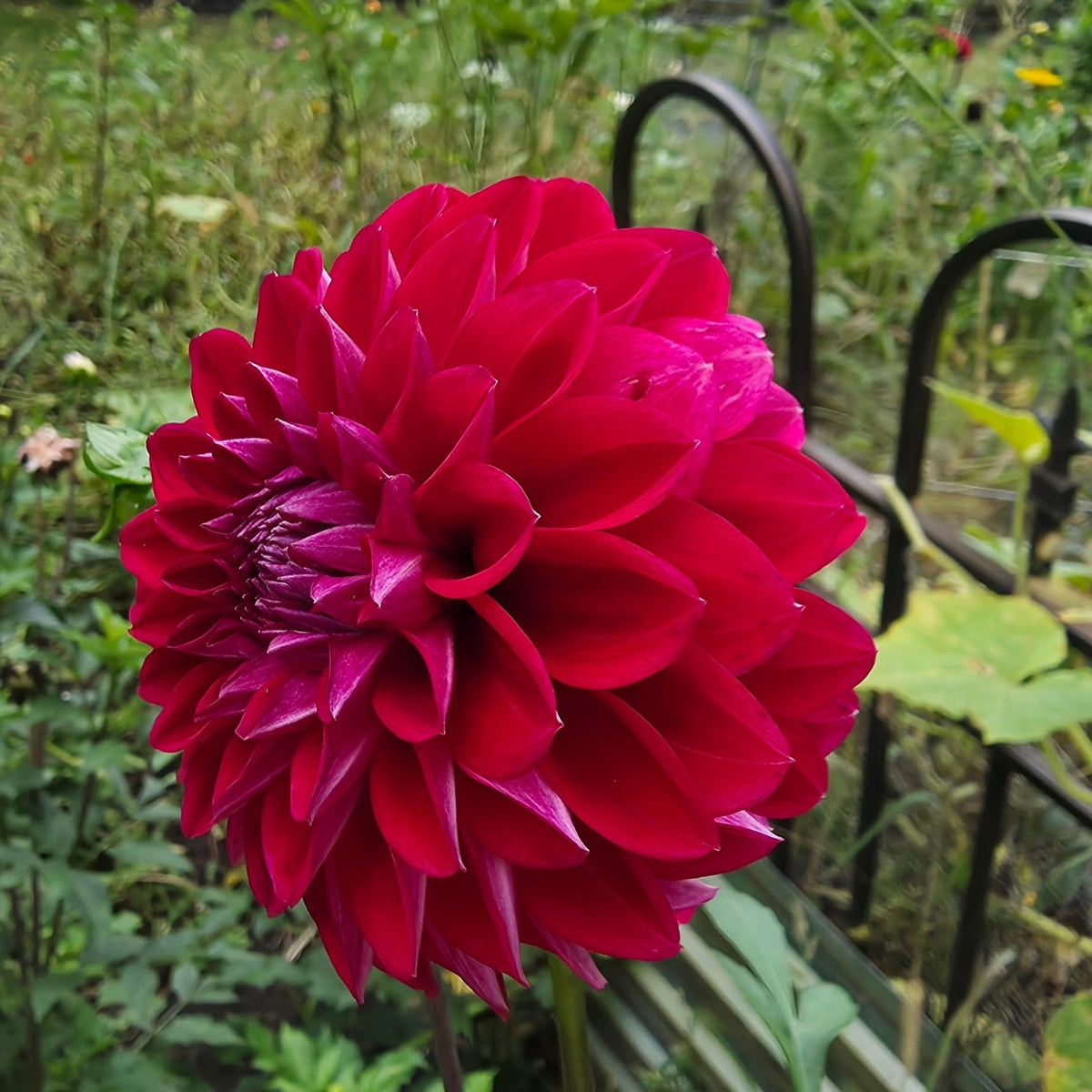 Lee's Black Raspberry