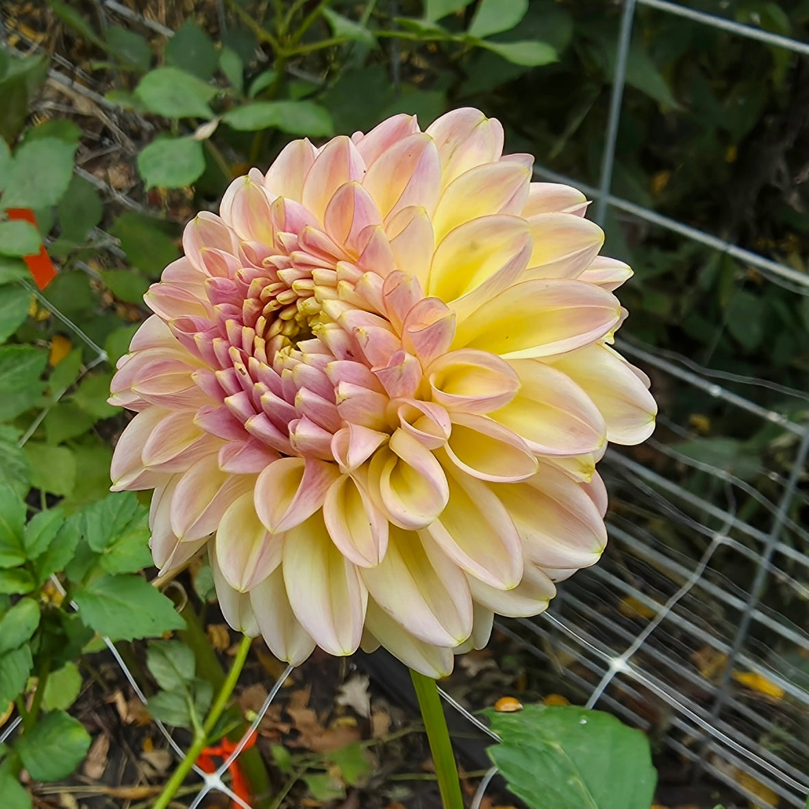 Florelie Harmony