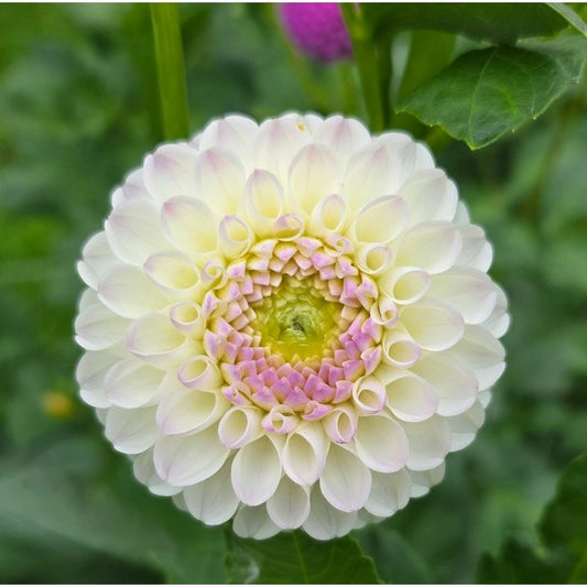 Hollyhill Miss White