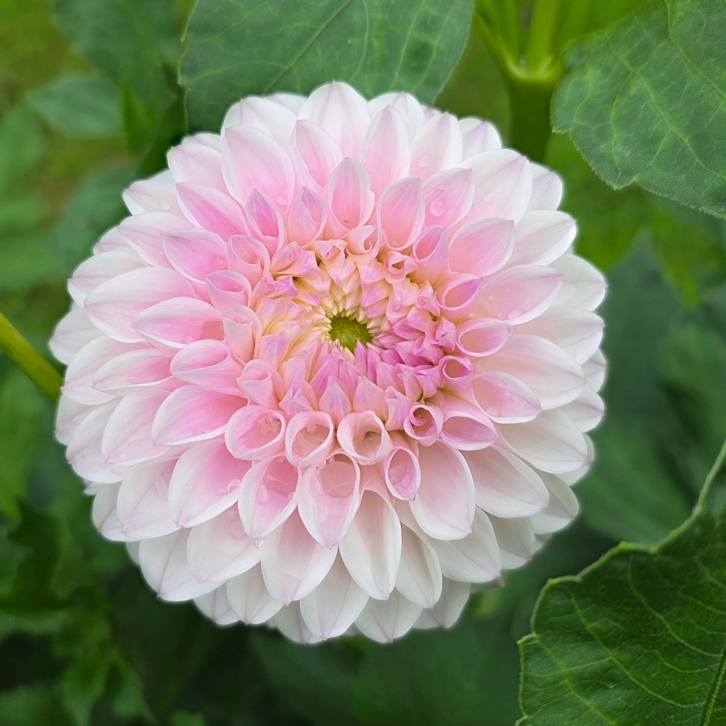 Pink Pearl