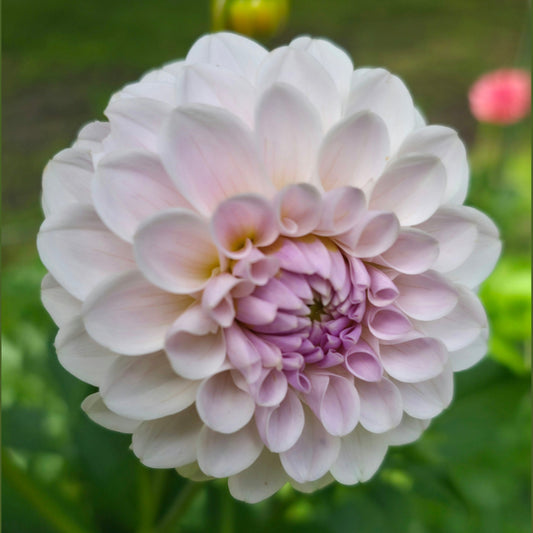 RM Hannah Joe (Limit 1)