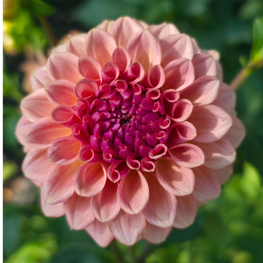 Levi's Blue Smoke (Limit 1)