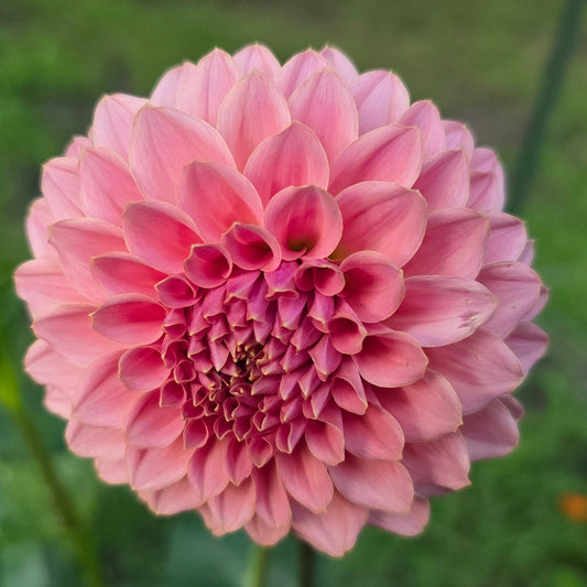 KA’s® Coral Sea (Limit 1)