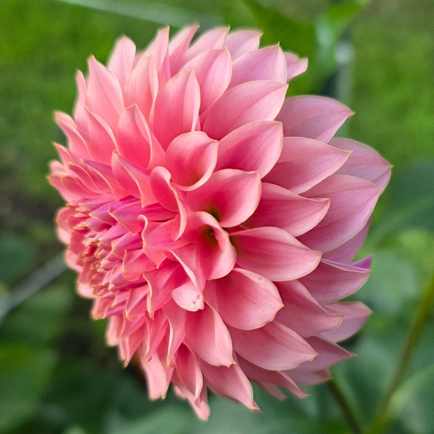 KA’s® Coral Sea (Limit 1)