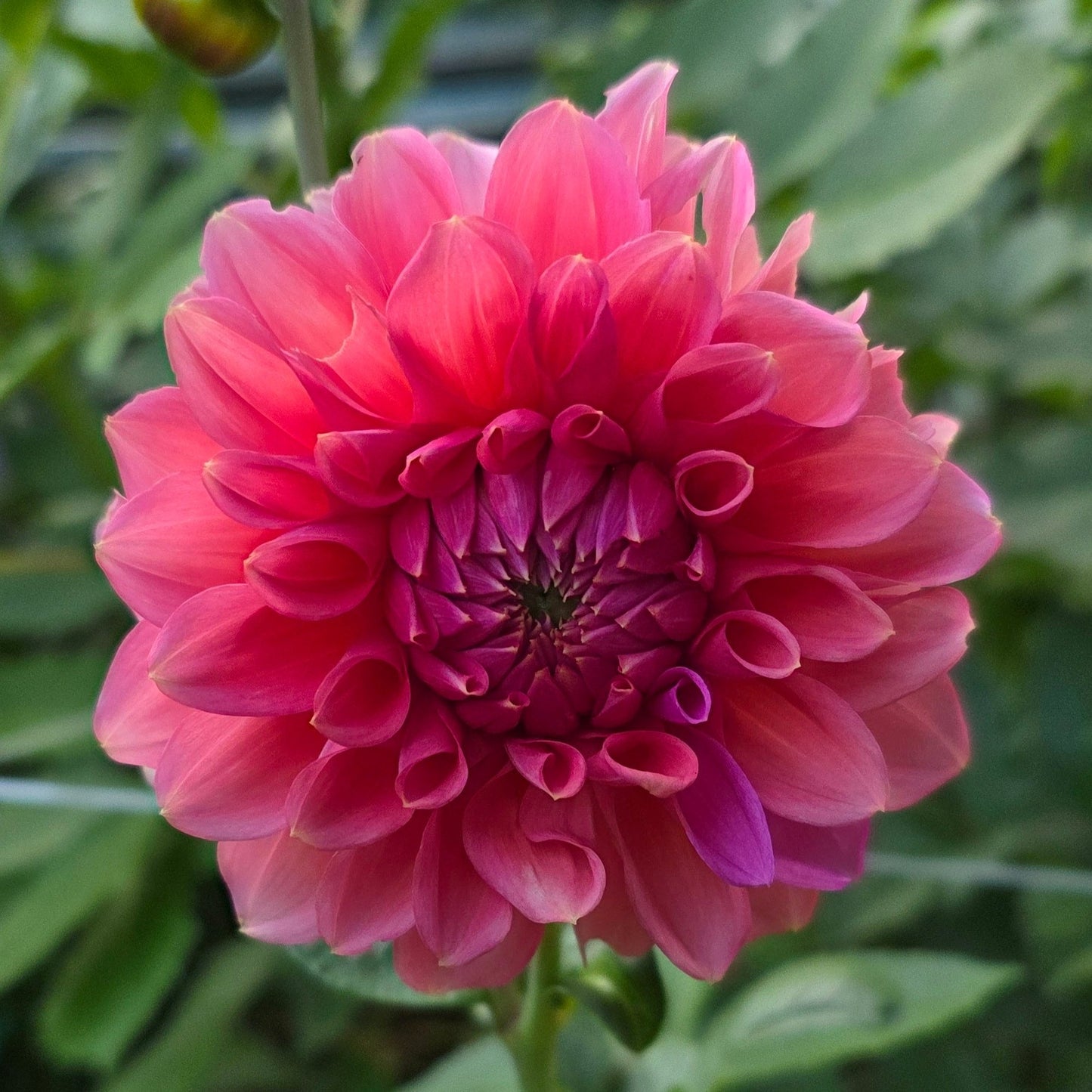 RM Pink Sugar (Limit 1)