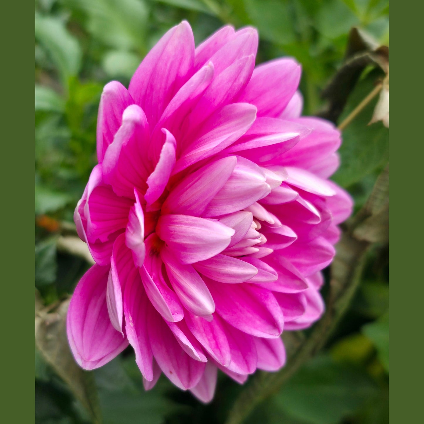 Hollyhill Pink Parfait (Limit 1)