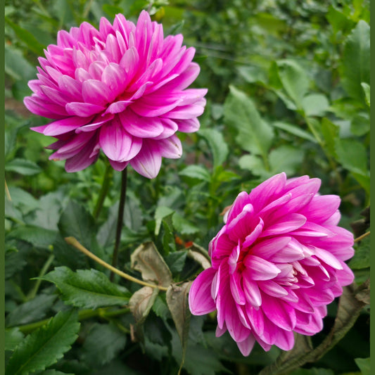 Hollyhill Pink Parfait (Limit 1)