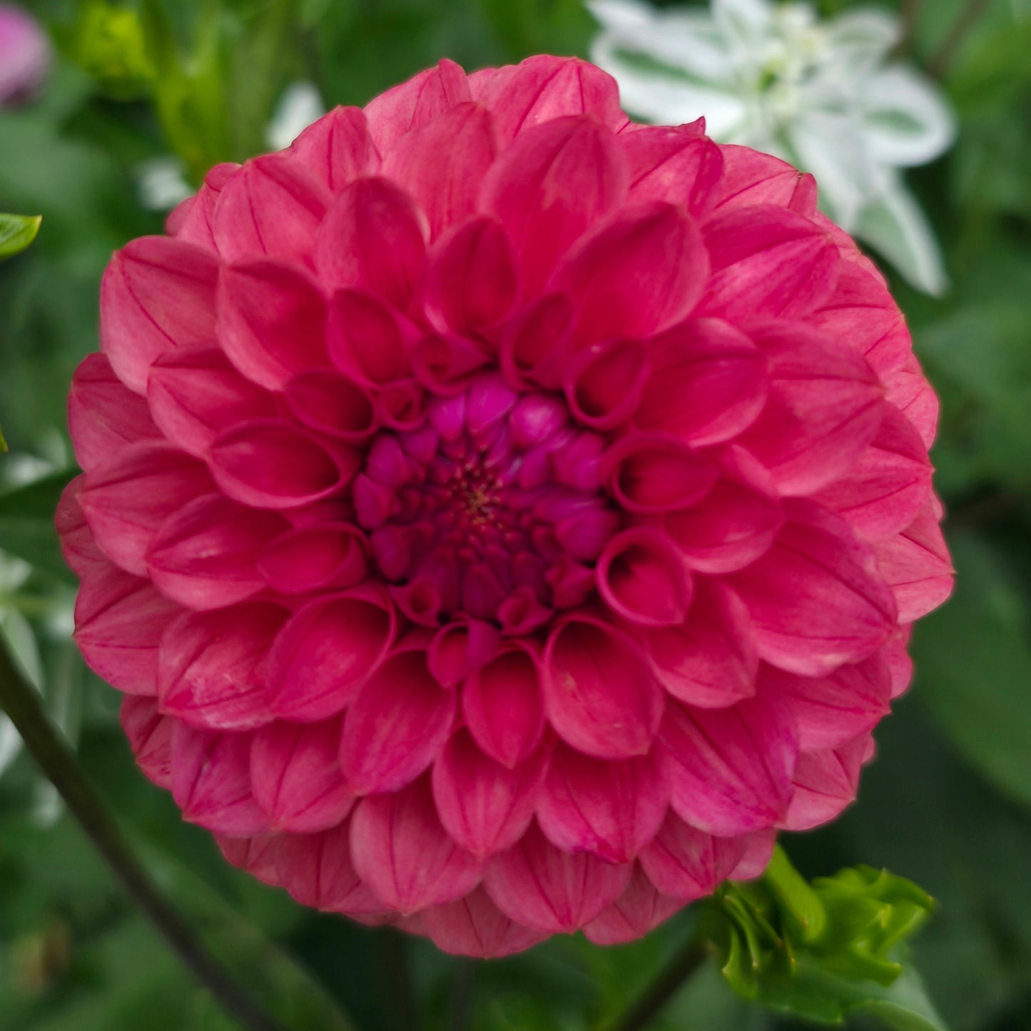 KA’s® Keltie Rose