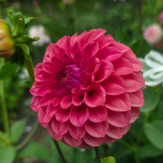 KA’s® Keltie Rose