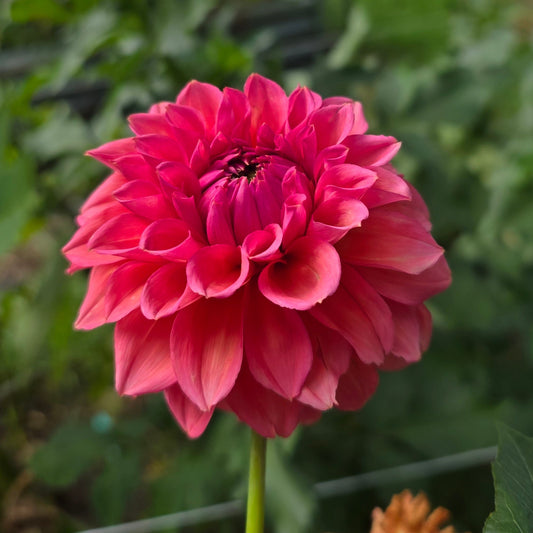 RM Pink Sugar (Limit 1)