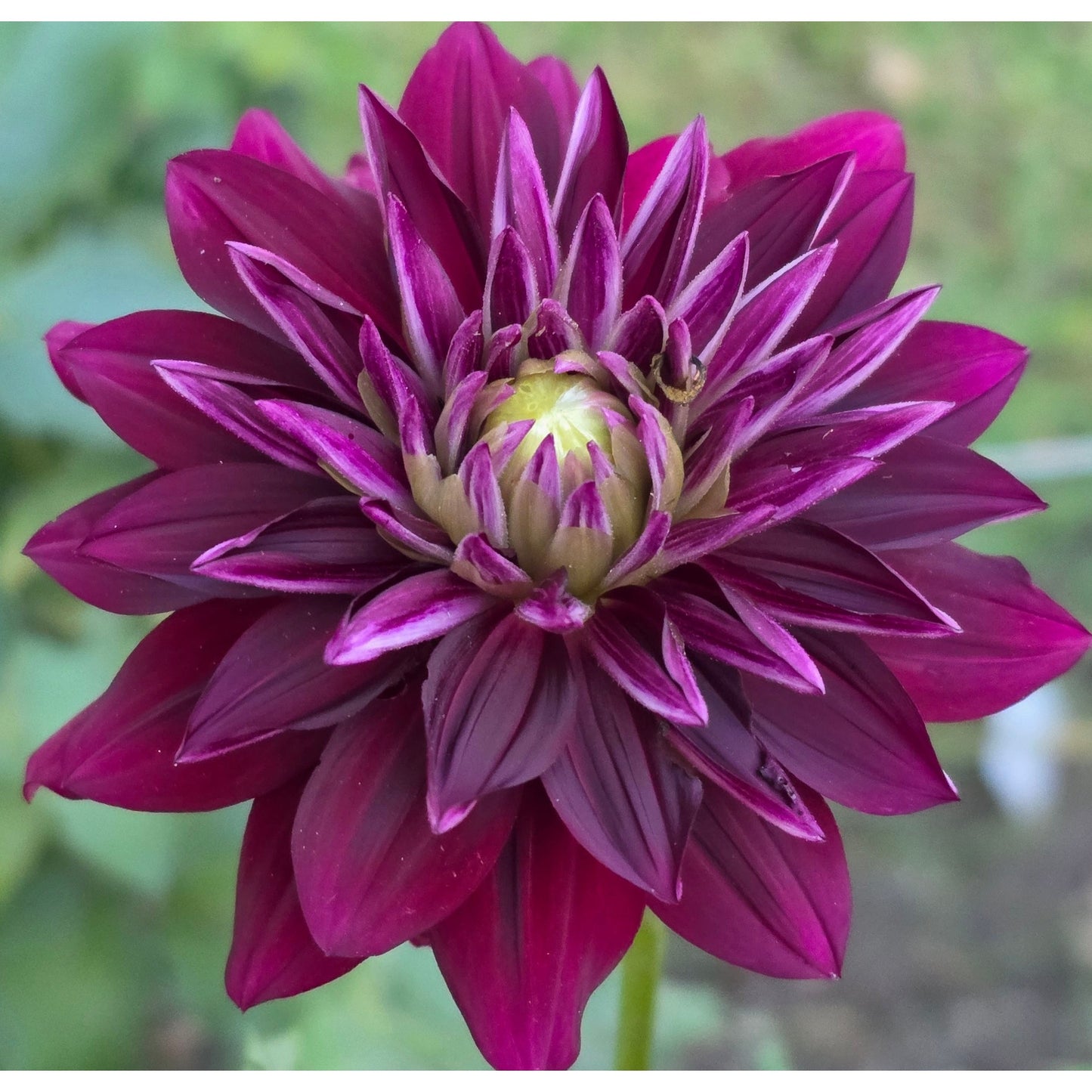 Hollyhill Black Beauty