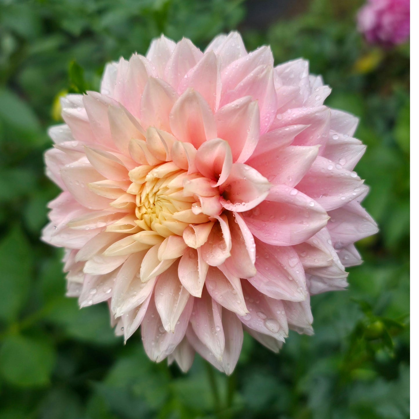 Lee's Rosalynn