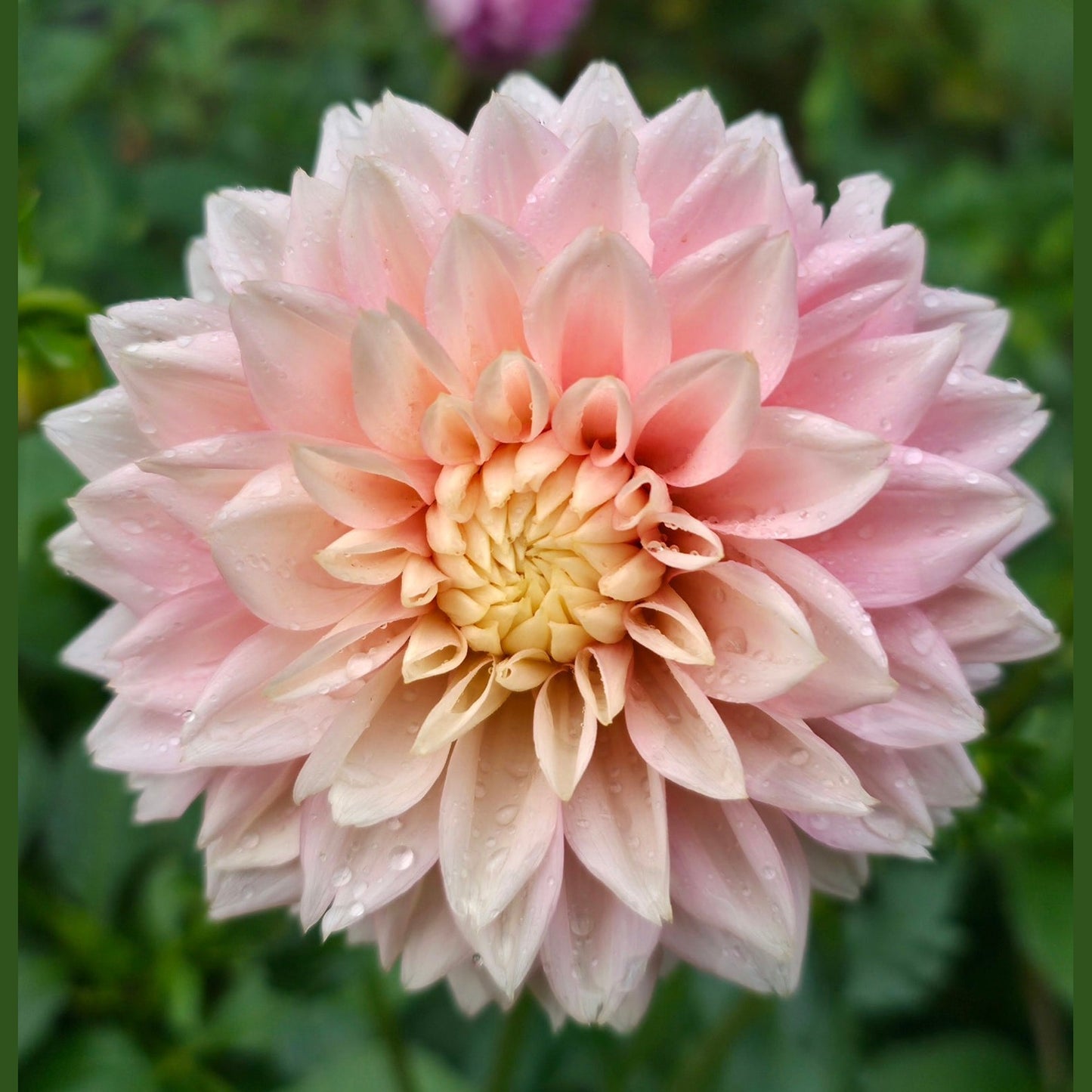 Lee's Rosalynn