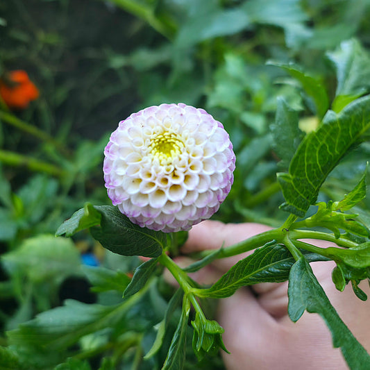 Gurtla Twilight (Limit 1)