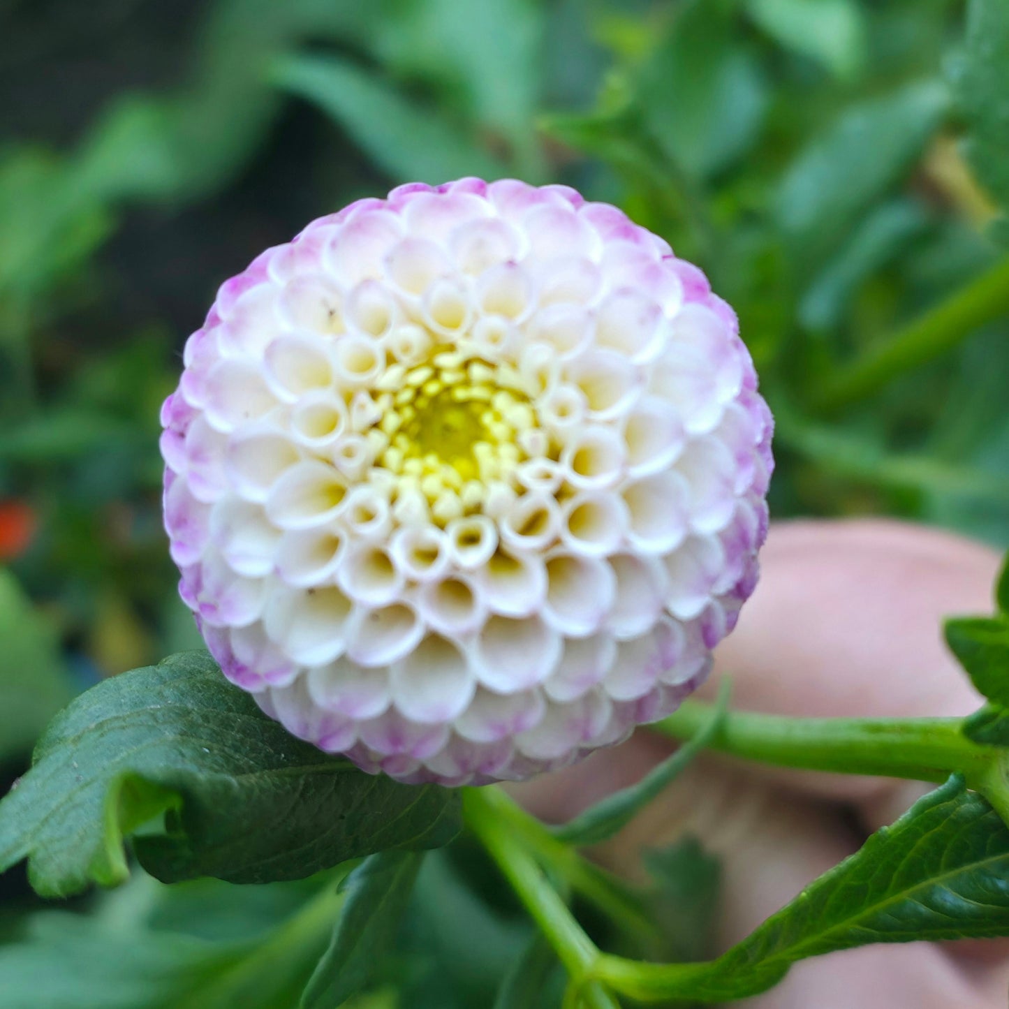 Gurtla Twilight (Limit 1)