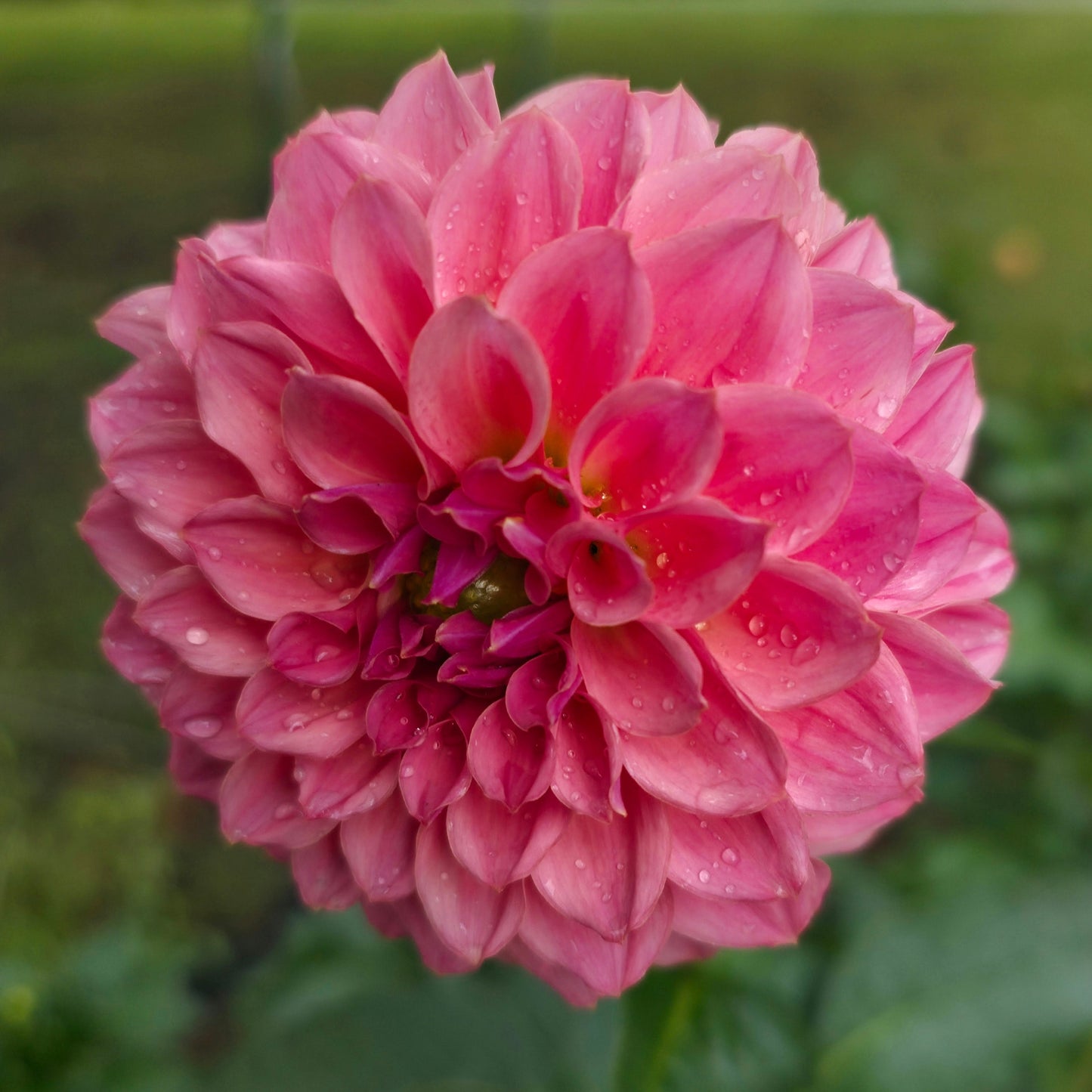 KA’s® Coral Sea (Limit 1)