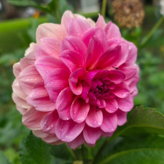 RM Mauvelous (Limit 1)