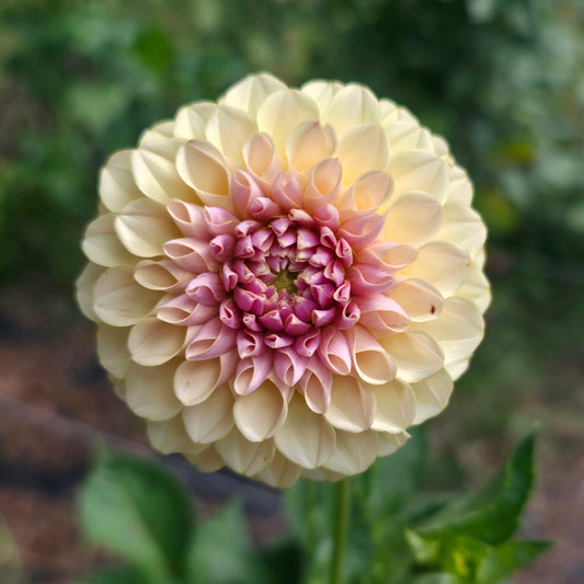 KA’s® Cinder Rose (Limit 1)