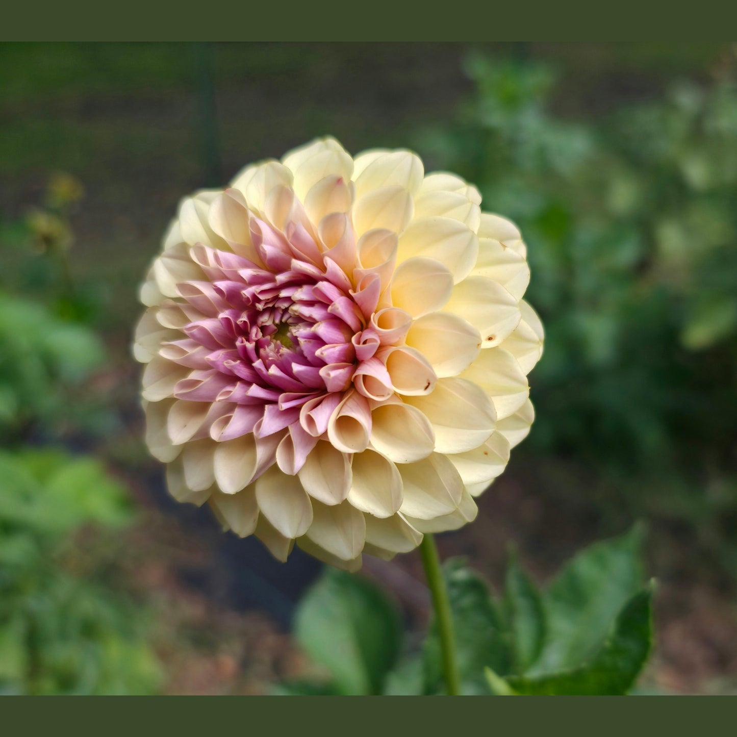 KA’s® Cinder Rose (Limit 1)