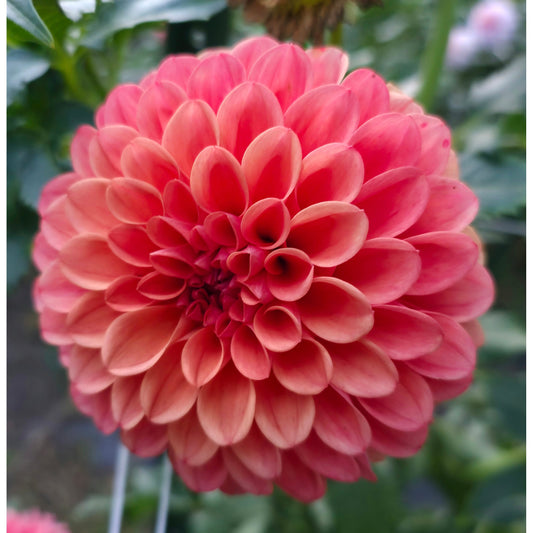 RM Tarnished (Limit 1)