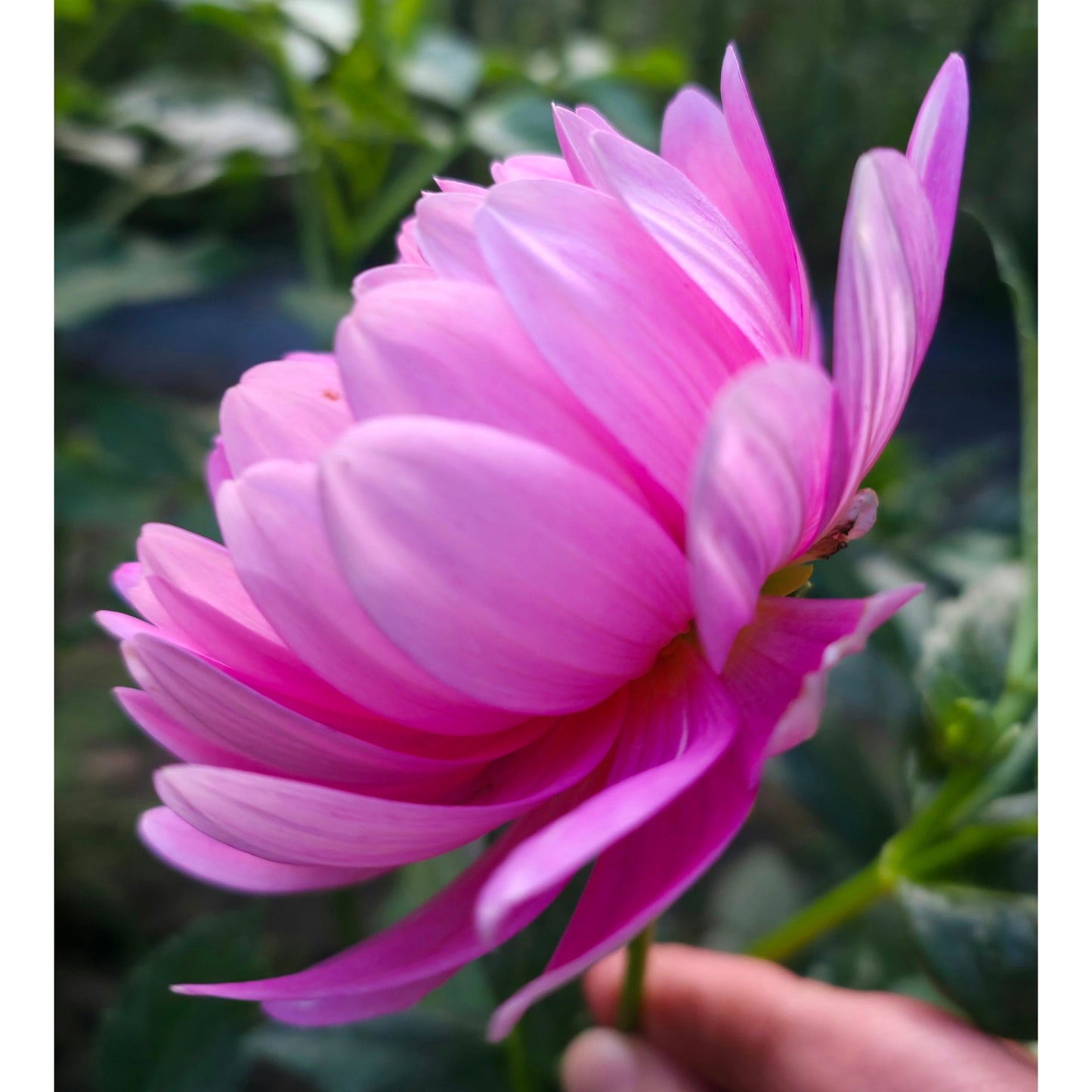 Hollyhill Pink Parfait (Limit 1)