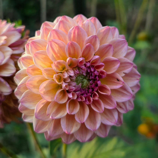 Lee's Punch Drunk Love