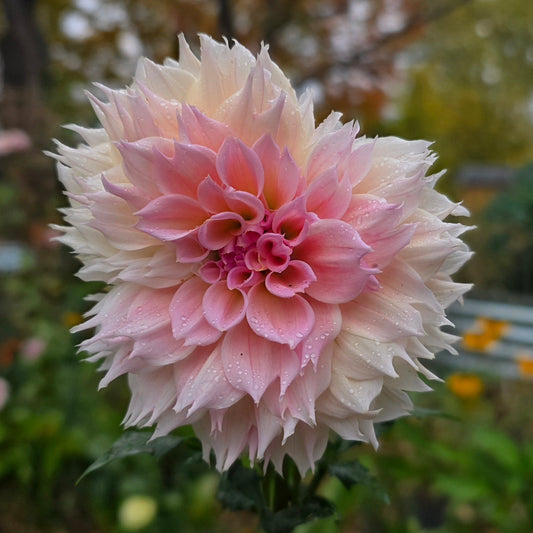 Lee's Pink Grapefruit