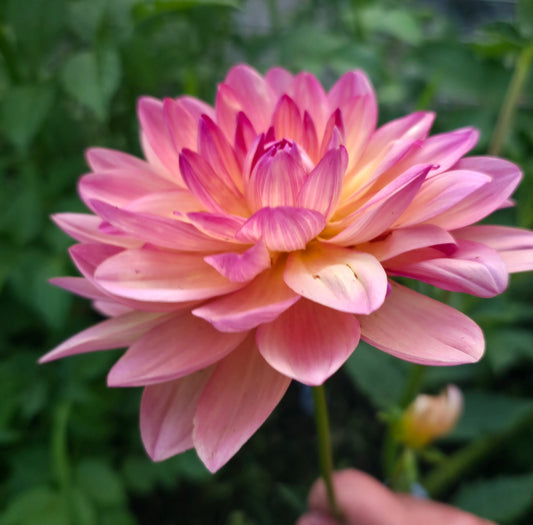 Chimacum Cathleen