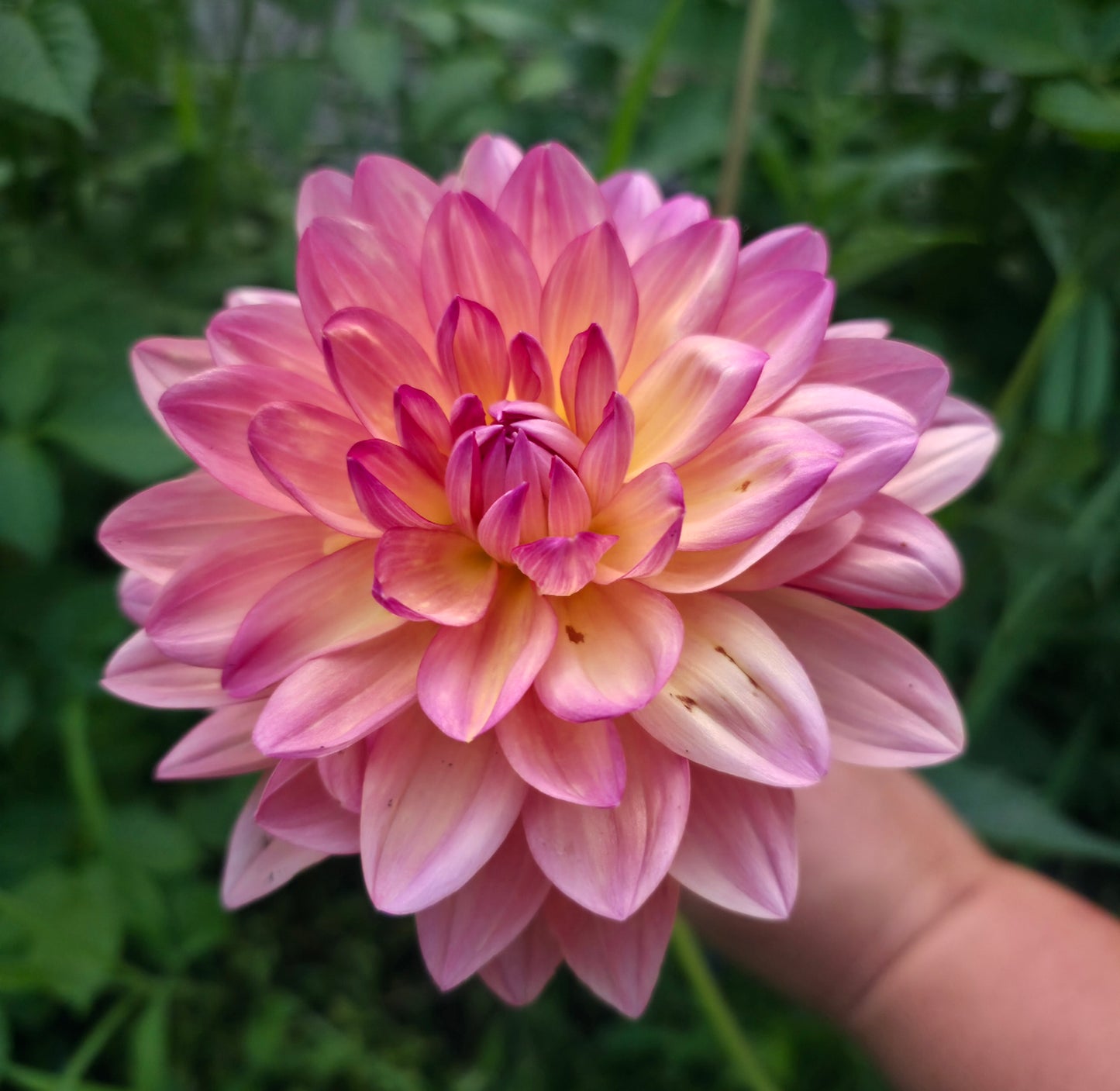 Chimacum Cathleen