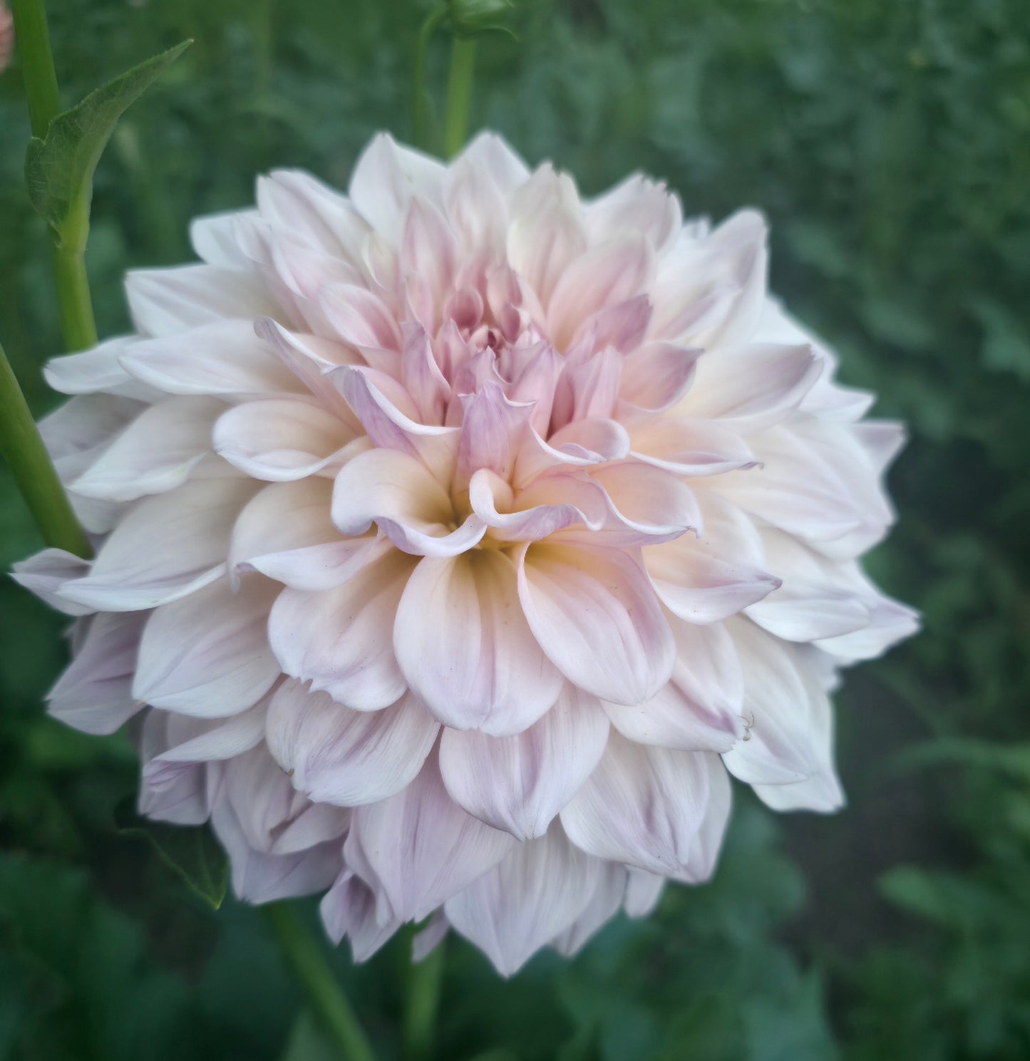 KA Pearl