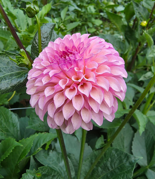 Bell's Caledonia