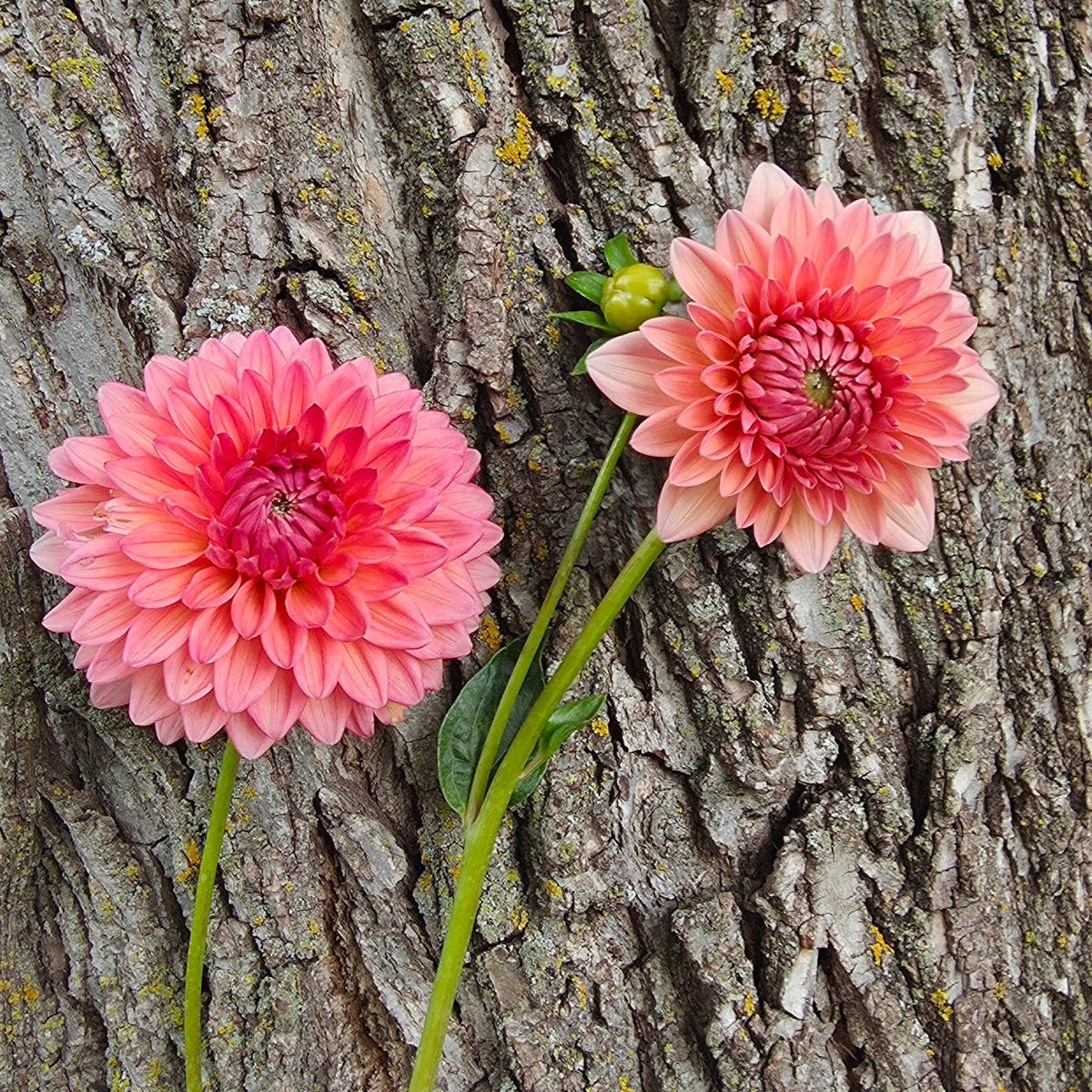 Lee's Zesty Peach