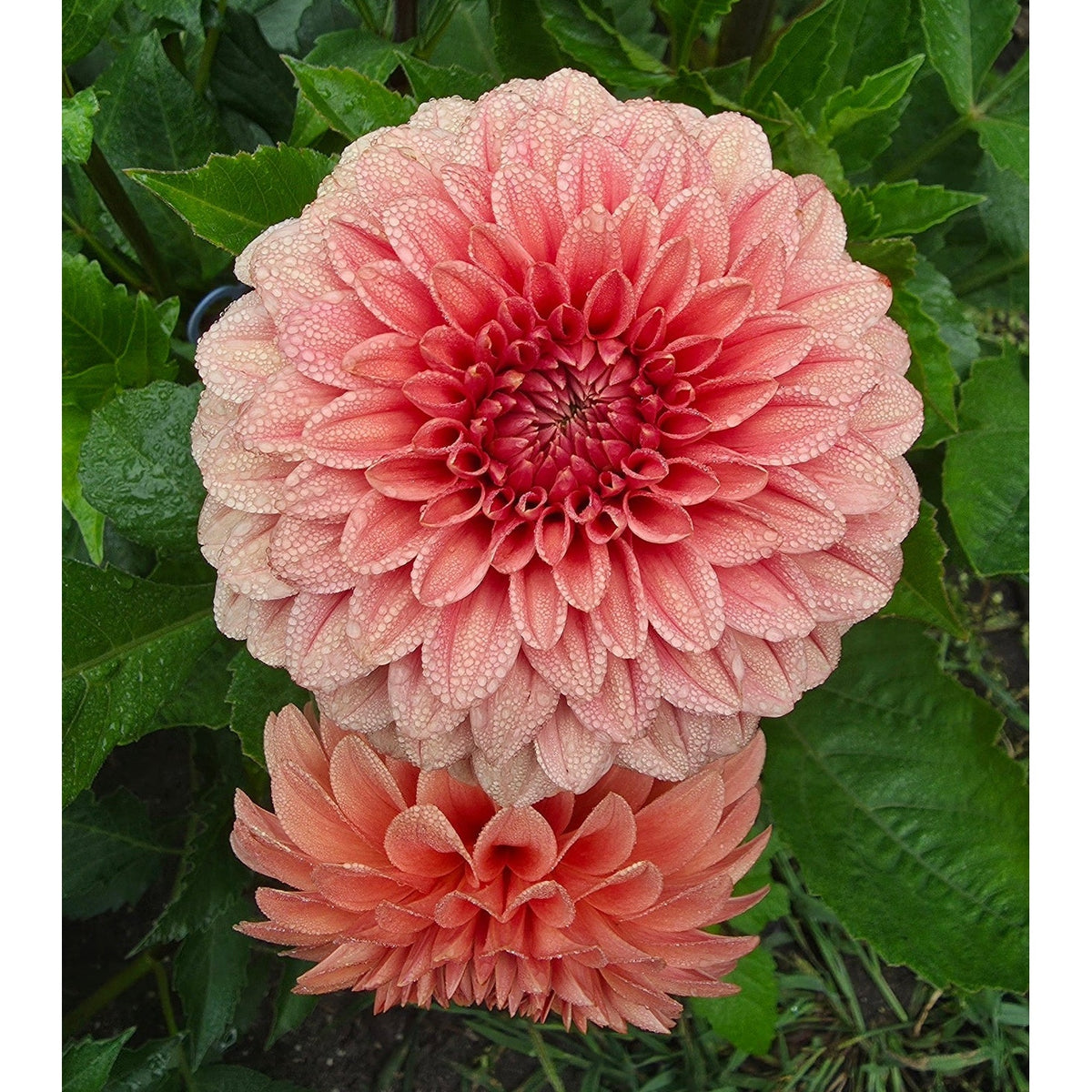 Rossendale Peach