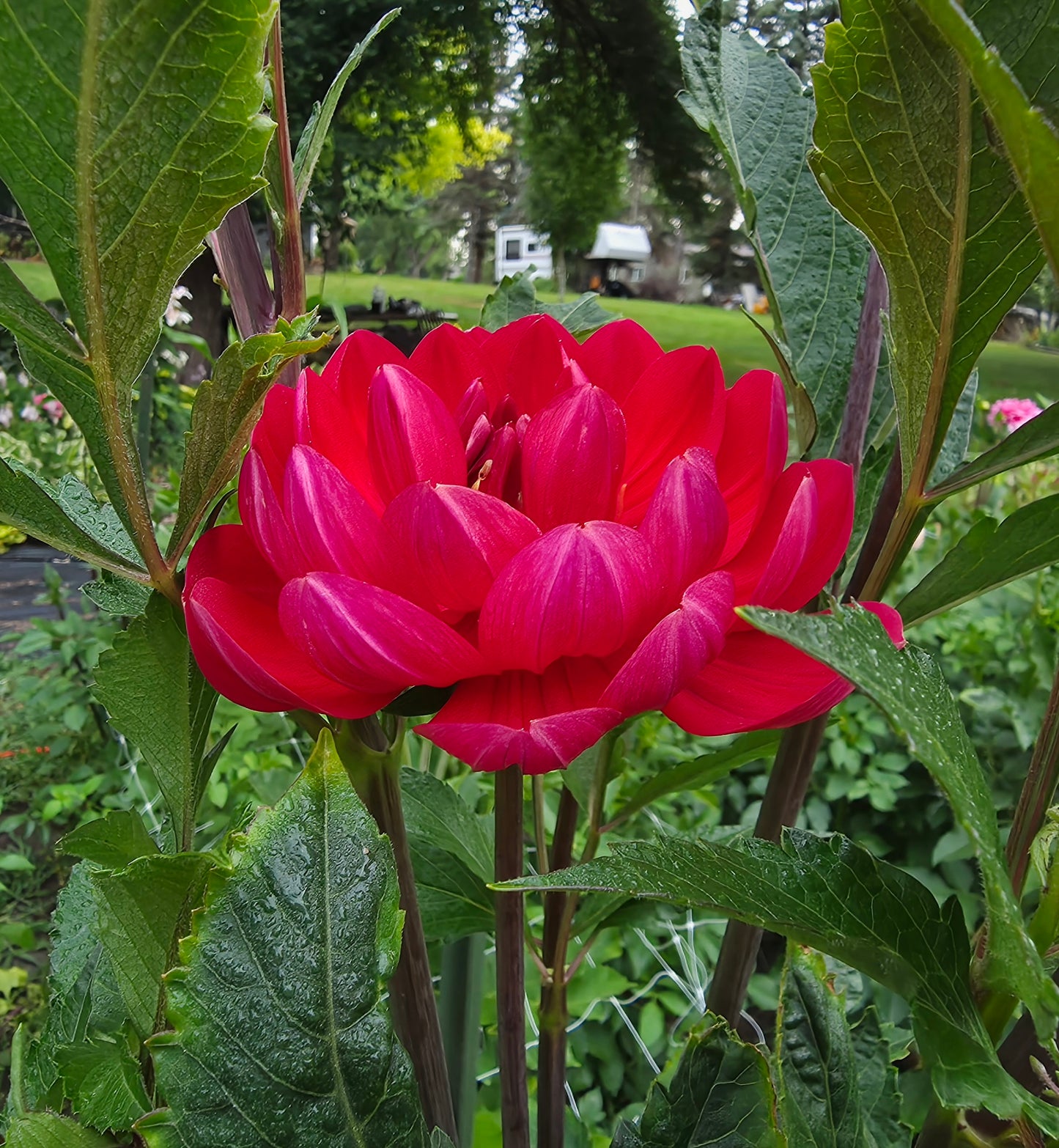 Hollyhill Rose Red 2