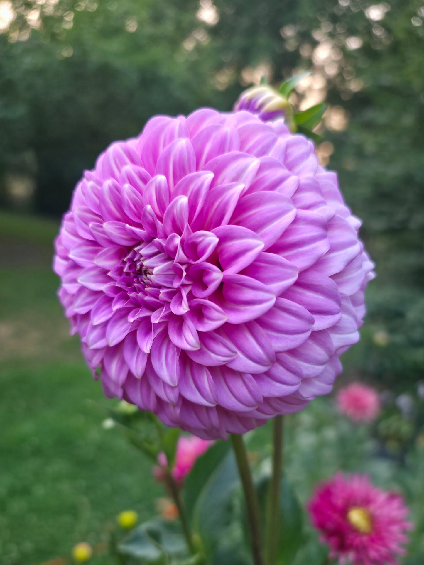 Bracken Sequel